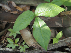 Arisaema acuminatum