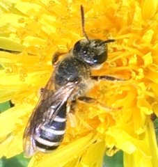 Halictus