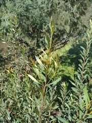 Magnoliopsida