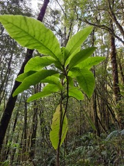 Brachyglottis hectorii