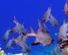 Myripristis violacea