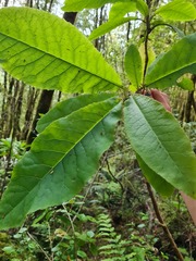 Brachyglottis hectorii