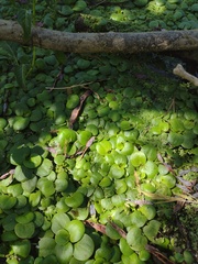 Limnobium laevigatum