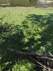 Limnobium laevigatum