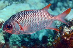 Myripristis violacea