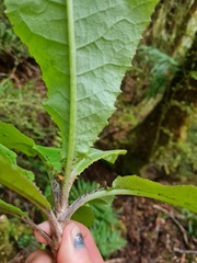 Brachyglottis hectorii