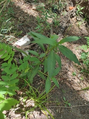 Cestrum parqui