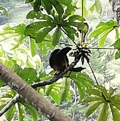 Chamaepetes goudotii