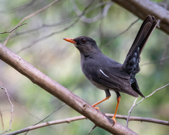 Turdus aurantius
