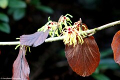 Hamamelis mollis