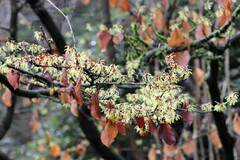 Hamamelis mollis
