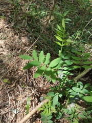 Galega officinalis
