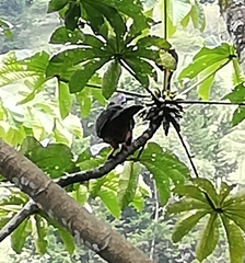 Chamaepetes goudotii