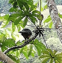 Chamaepetes goudotii