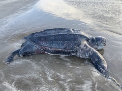 Dermochelys coriacea