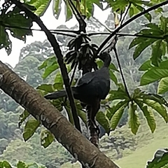 Chamaepetes goudotii