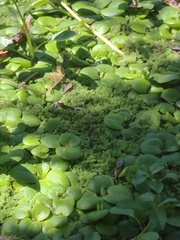 Limnobium laevigatum