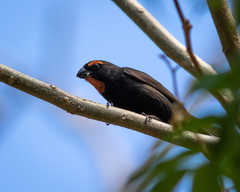 Melopyrrha violacea