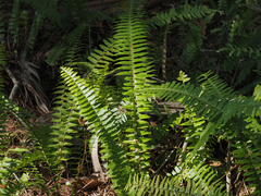 Nephrolepis exaltata