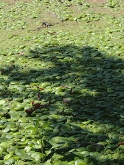 Limnobium laevigatum