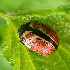 Calligrapha spiraeae
