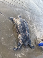 Dermochelys coriacea
