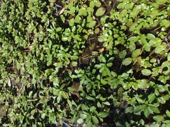 Ludwigia peploides
