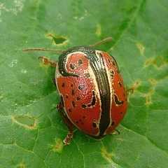 Calligrapha spiraeae
