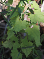 Mikania cordifolia