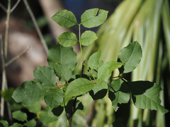 Fraxinus caroliniana