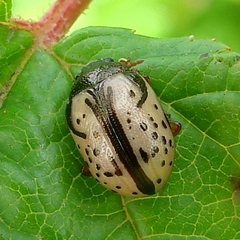 Calligrapha spiraeae
