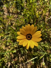 Dimorphotheca sinuata