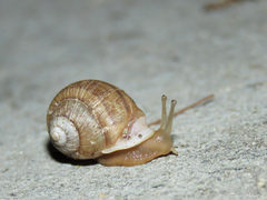 Tomigerus