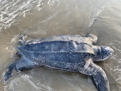 Dermochelys coriacea