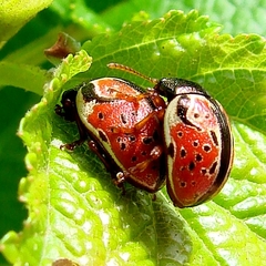 Calligrapha spiraeae