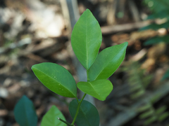 Citrus deliciosa