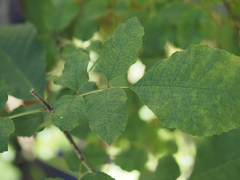 Fraxinus caroliniana