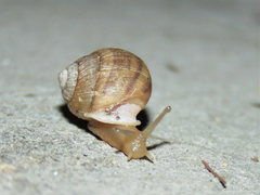 Tomigerus