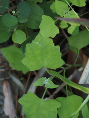 Mikania cordifolia