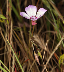 Clarkia cylindrica