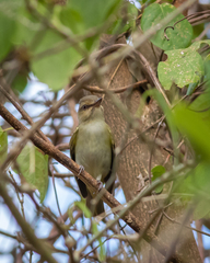 Vireo altiloquus