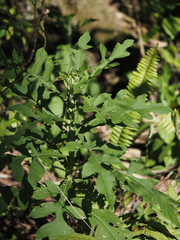 Verbesina virginica