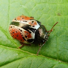 Calligrapha spiraeae