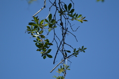 Cissus striata