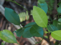 Citrus deliciosa