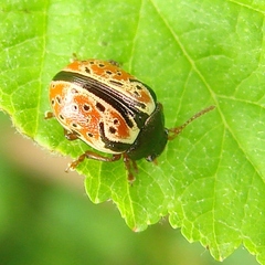 Calligrapha spiraeae
