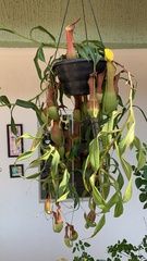 Nepenthes alata