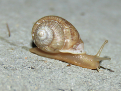 Tomigerus