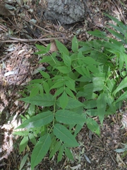 Magnoliopsida