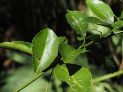 Citrus deliciosa